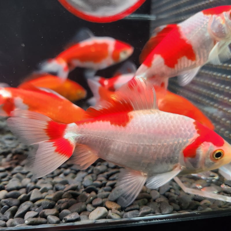 国産 ミロク和金9～12㎝±【良福観賞魚産】 | 金魚•クワカブ専門店 祭