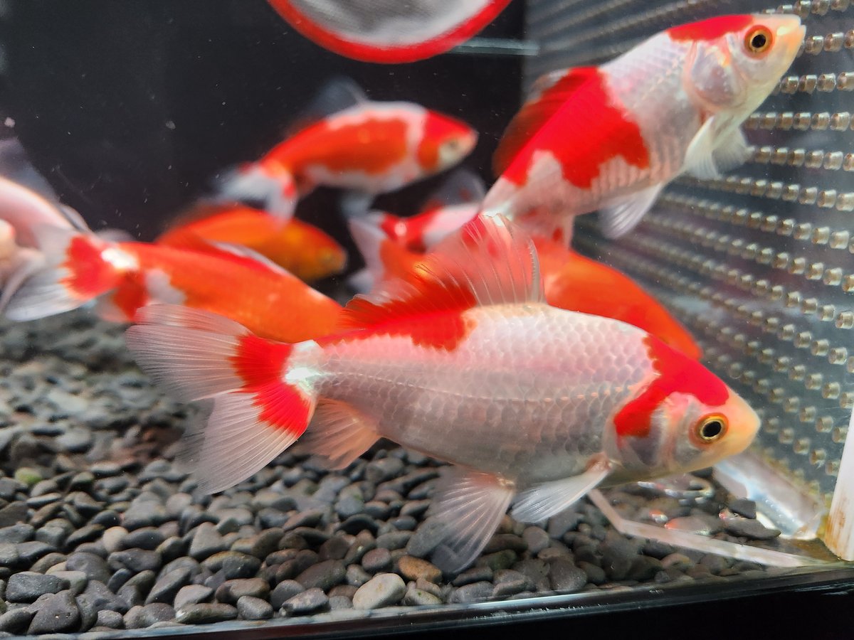 国産 ミロク和金9～12㎝±【良福観賞魚産】 | 金魚•クワカブ専門店 祭