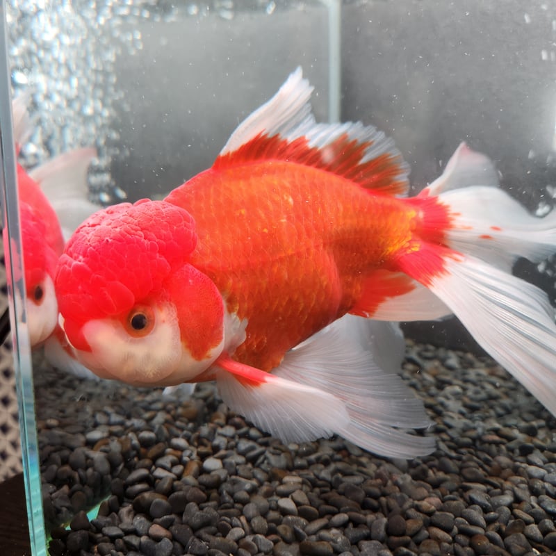 国産 ジャンボオランダ獅子頭21㎝± | 金魚・クワカブ専門店 祭-matsuri-