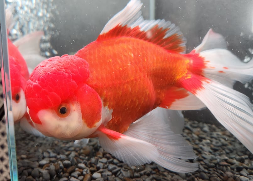 陶器 鉢 オランダ獅子頭 金魚 蟹 小物入れ キャンディポット 楽天市場】（国産金魚）オランダ獅子頭（1匹）＋キョーリン