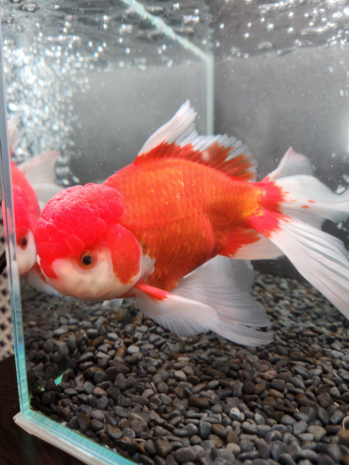獅子頭雄 国産 ジャンボオランダ獅子頭21㎝± | 金魚・クワカブ専門店 祭