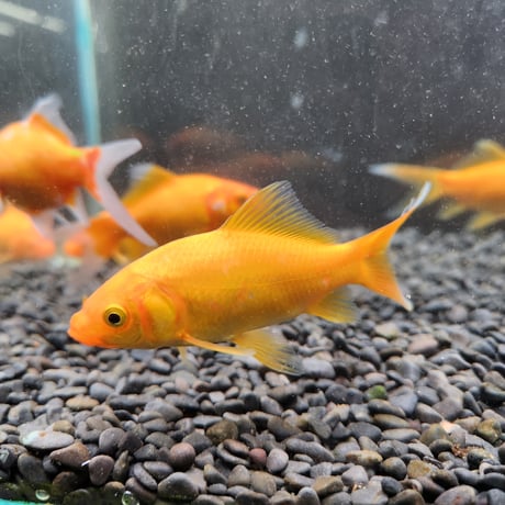国産　イエローコメット10㎝±【荻野養魚場産】
