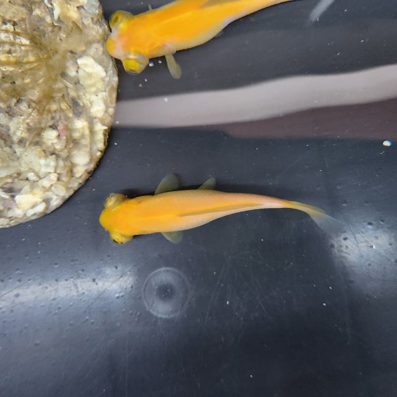 菊川の成金 金剛激かわはぎ178TZ 激先調子 - 櫻井釣漁具株式会社