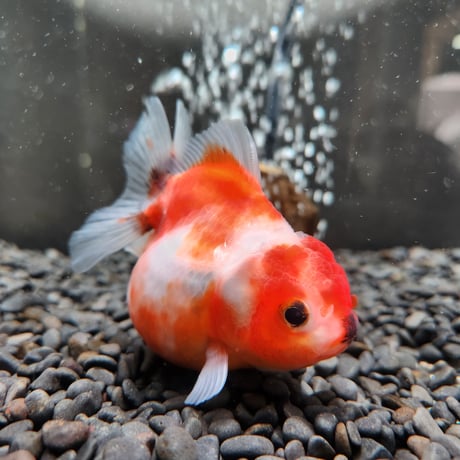 タイ産　ショートテールオランダ9㎝±