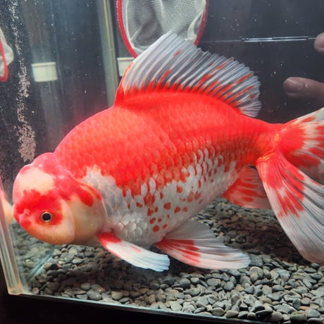 国産　上物ジャンボ獅子頭29㎝±