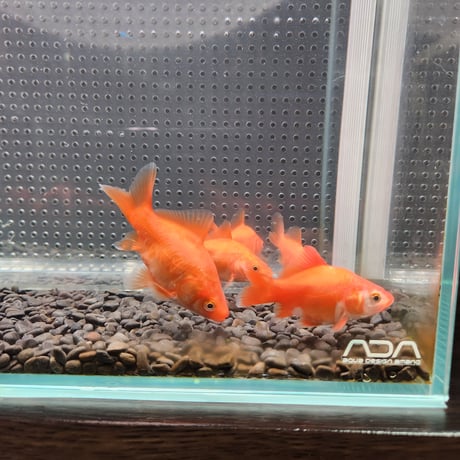 国産　ドラゴンスケールフナ尾和金8㎝± （吉野養魚場産）