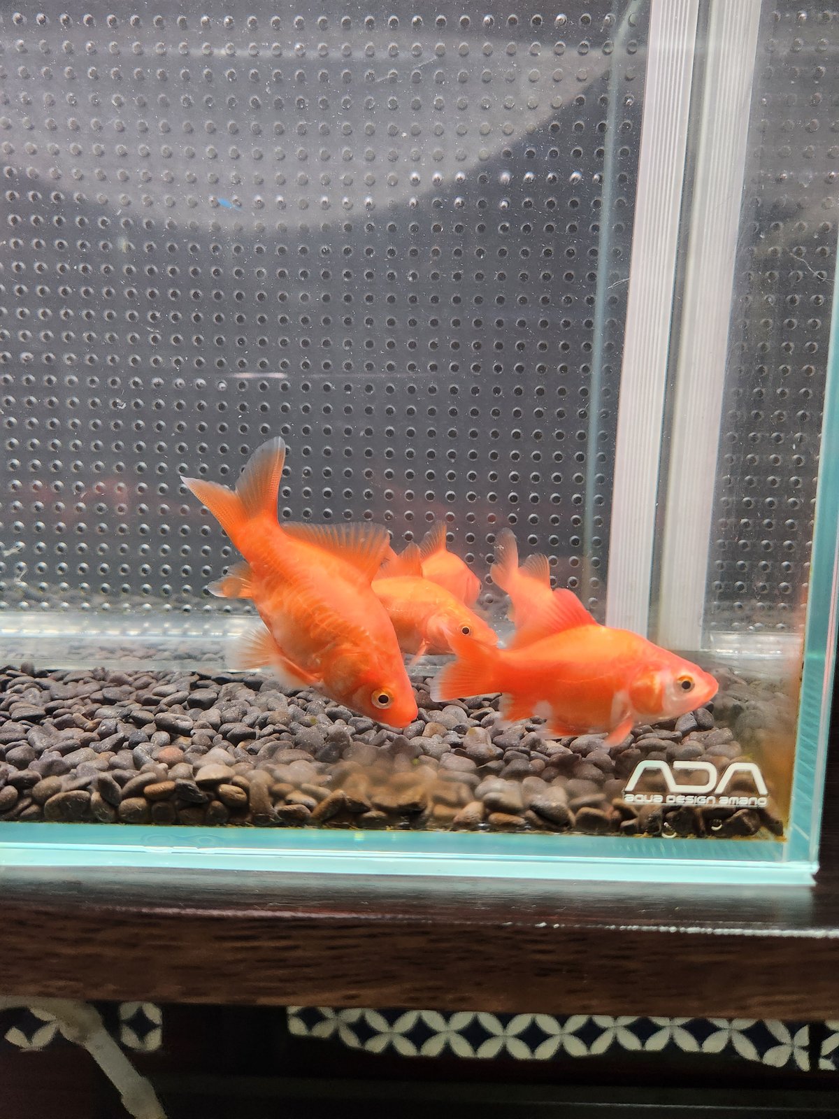 オマケ付き PSA10 8連番 雲竜赤変図 日英8枚セット もののけ