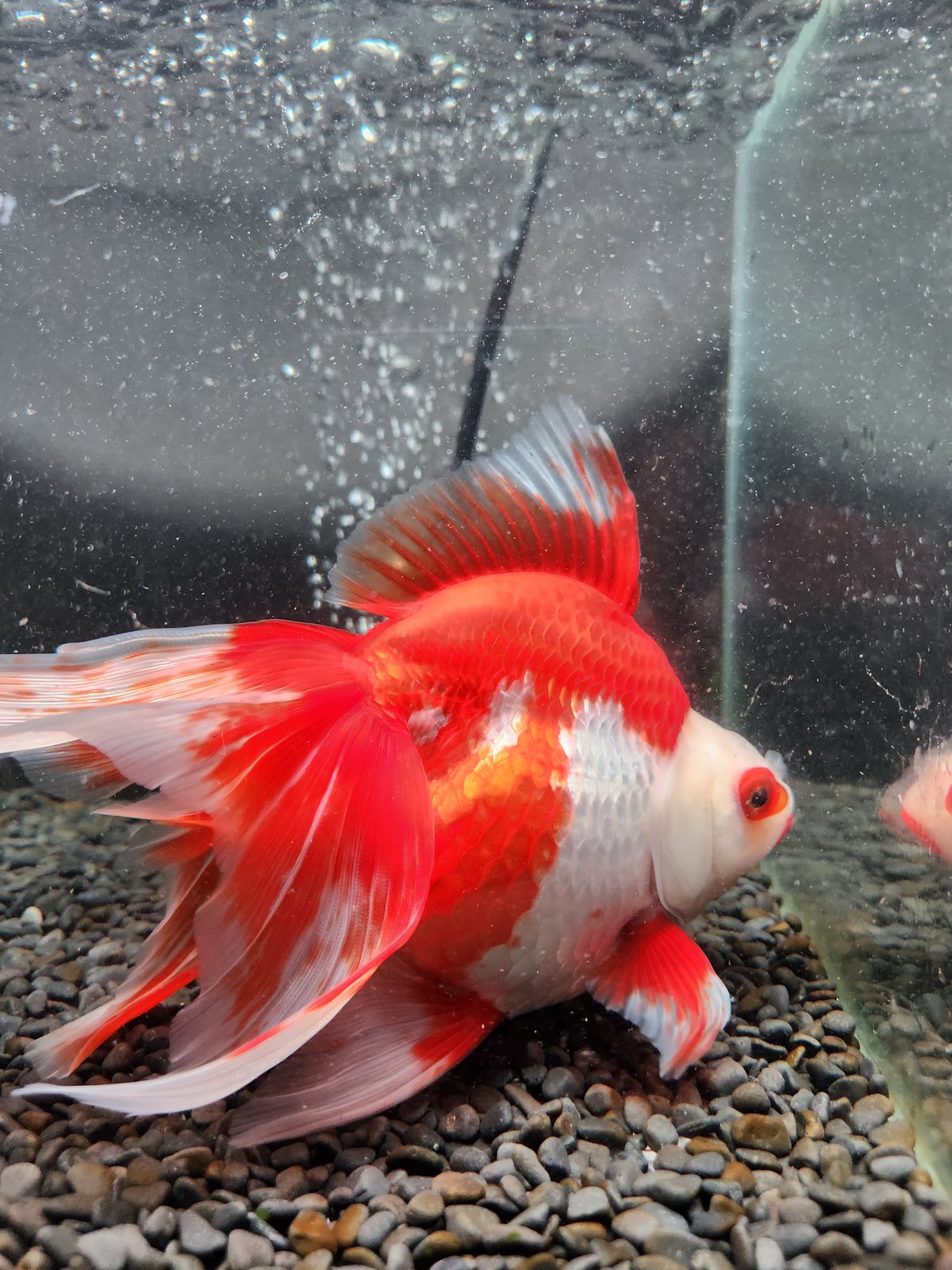 更紗様　　琉球*海花のたね 国産 更紗琉金20㎝± | 金魚・クワカブ専門店 祭-matsuri-