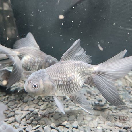 国産　青文魚13㎝±