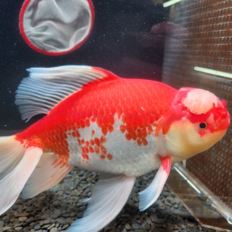 ジャンボ獅子頭 CATEGORY ジャンボ獅子頭 | 金魚•クワカブ専門店 祭