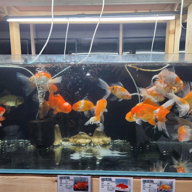 獅子頭雄 獅子頭gold（雄；おす）10寸 | 讃岐の獅子舞/獅子頭