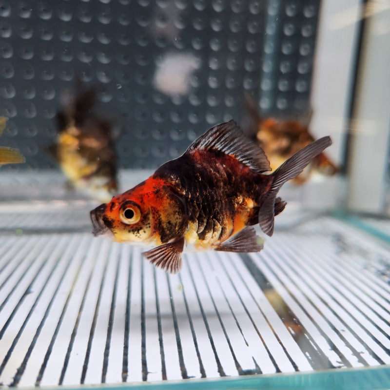 ドラゴンズブルー パチスロ実機 リングにかけろ 高嶺菊（たかねきく