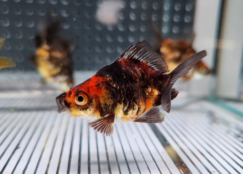 国産 ドラゴンスケール琉金7㎝±（吉野養魚場産） | 金魚