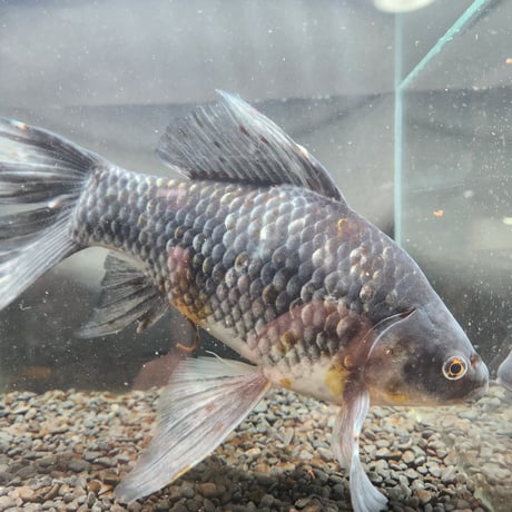 国産　特大！墨五色銀鱗コメット31㎝± （引間養魚場産）