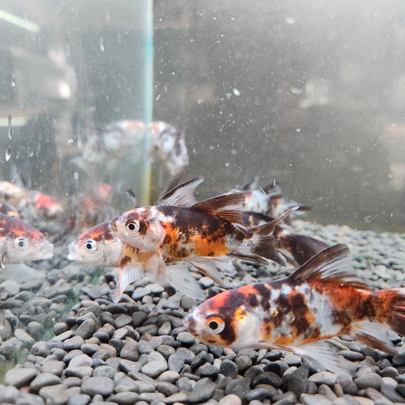 国産 墨朱文金9㎝± | 金魚•クワカブ専門店 祭