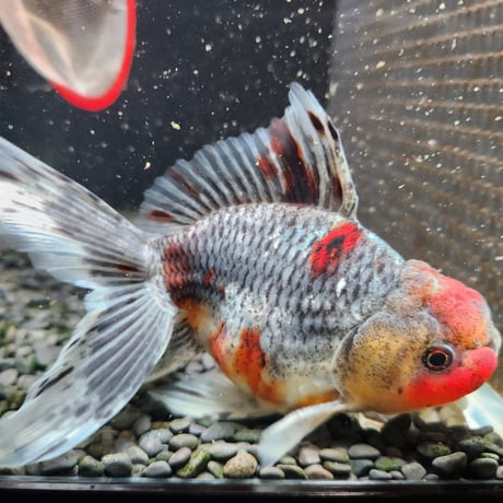 国産　五色東錦14㎝±（志村養魚場産）