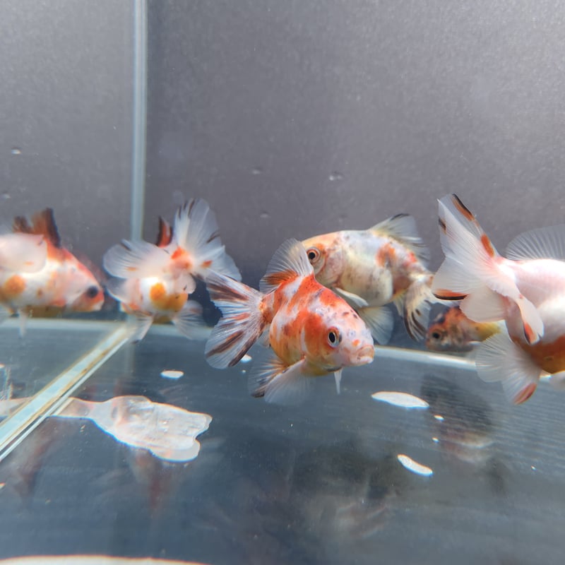 海洋金魚 ショーベタ専門店 よこはま金魚HMPK ホワイトブルーダンボa9389