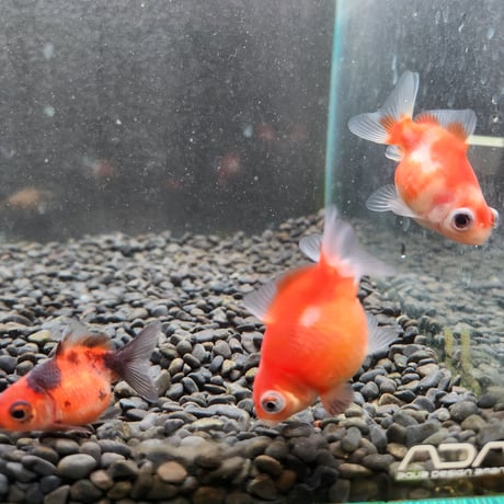 CATEGORY ピンポンパール | 金魚・クワカブ専門店 祭-matsuri-