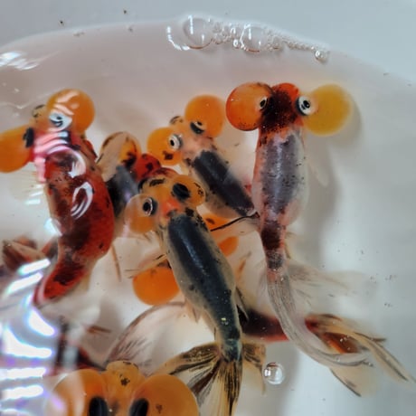 国産　キャリコ水泡眼9㎝±