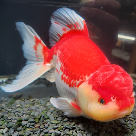 国産　上物ジャンボ獅子頭31㎝±