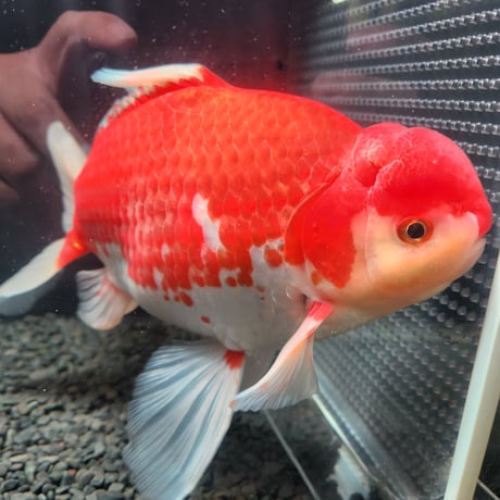 国産　上物ジャンボ獅子頭31㎝±