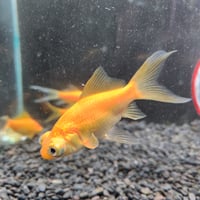 国産　黄金柳出目8㎝±【荻野養魚場産】