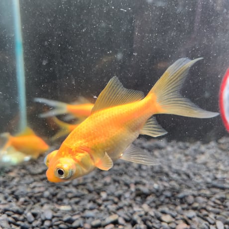 国産　黄金柳出目8㎝±【荻野養魚場産】