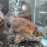 国産　ブラックミロ玉19㎝± Aグレード（良福観賞魚産）
