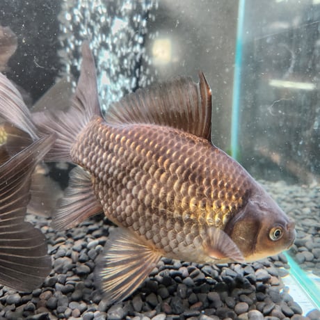 国産　ブラックミロ玉19㎝± Aグレード（良福観賞魚産）