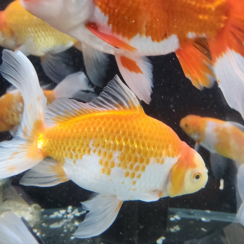 獅子頭雄 国産 ジャンボオランダ獅子頭21㎝± | 金魚・クワカブ専門店 祭