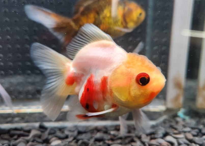 は*ん様 激レア　巨大　オーストラリア産　イナズマツノヤシ 稚魚 ニジマス 10匹～50匹 4cm~6cm前後 | EARTH TROUT