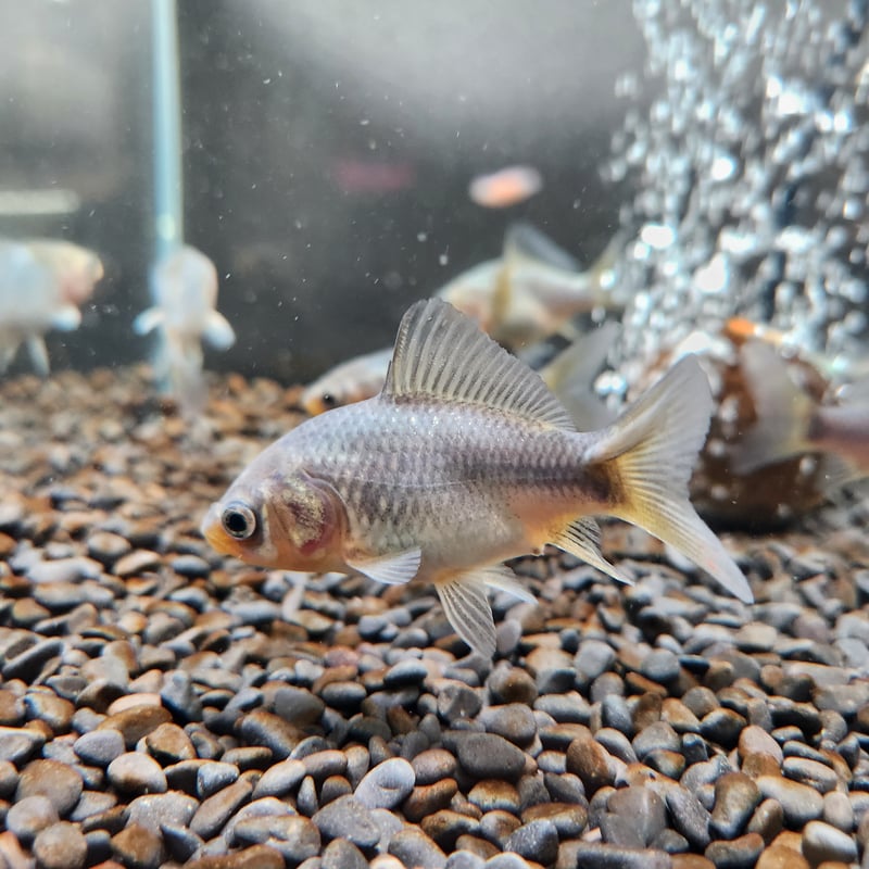 国産 青紅葉フナ尾和金7㎝±（引間産） | 金魚•クワカブ専門店 祭