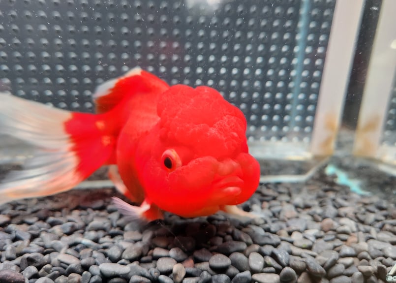 獅子頭 獅子頭-鈴付(LL)（*）（商品詳細）| 株式会社ドガ