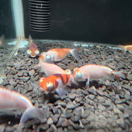 国産　頂天眼6㎝±