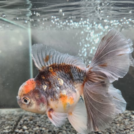 タイ産　ローズテールオランダ16㎝±