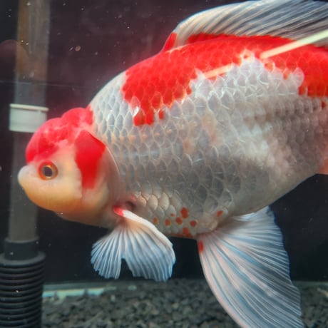 国産　上物ジャンボ獅子頭27㎝±