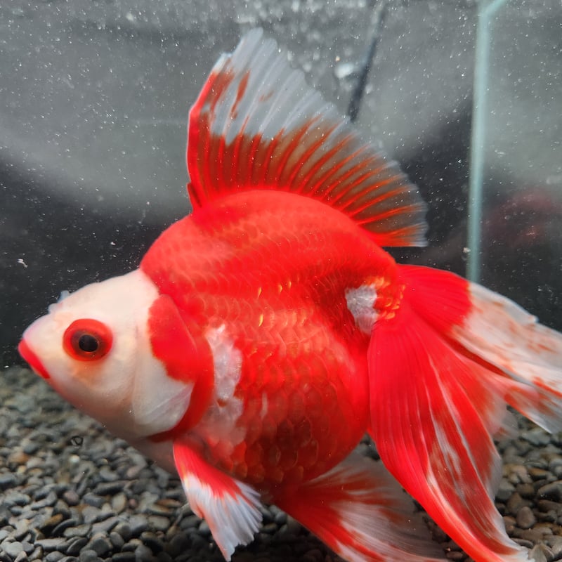 ふくちゃん様　　琉球*海花のたね 国産 更紗琉金20㎝± | 金魚・クワカブ専門店 祭-matsuri-