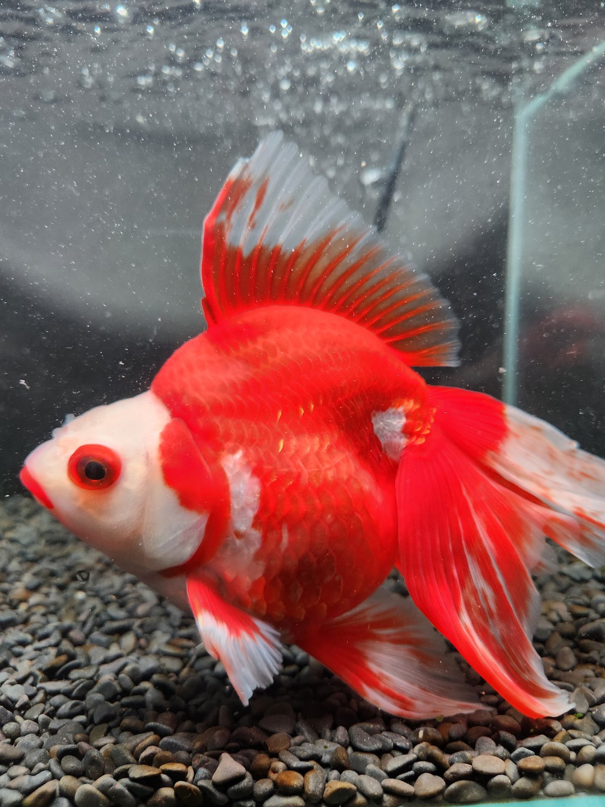 ふくちゃん様　　琉球*海花のたね ふくちゃん様 琉球*海花のたね ふくちゃん様 琉球*海花のたね