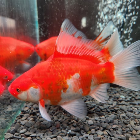 国産 　ミロ玉18㎝± （良福観賞魚産）