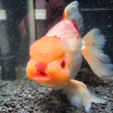国産　上物ジャンボ獅子頭30㎝±