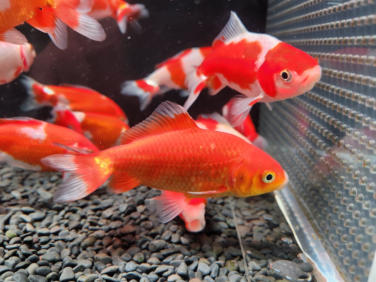 ミロク和金 国産 ミロク和金9～12㎝±【良福観賞魚産】 | 金魚•クワカブ専門店 祭