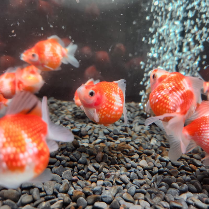 国産 ピンポンパール6～7㎝± （fujimoto様作） | 金魚・クワカブ専門店