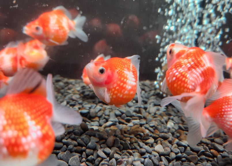 国産 ピンポンパール6～7㎝± （fujimoto様作） | 金魚・クワカブ