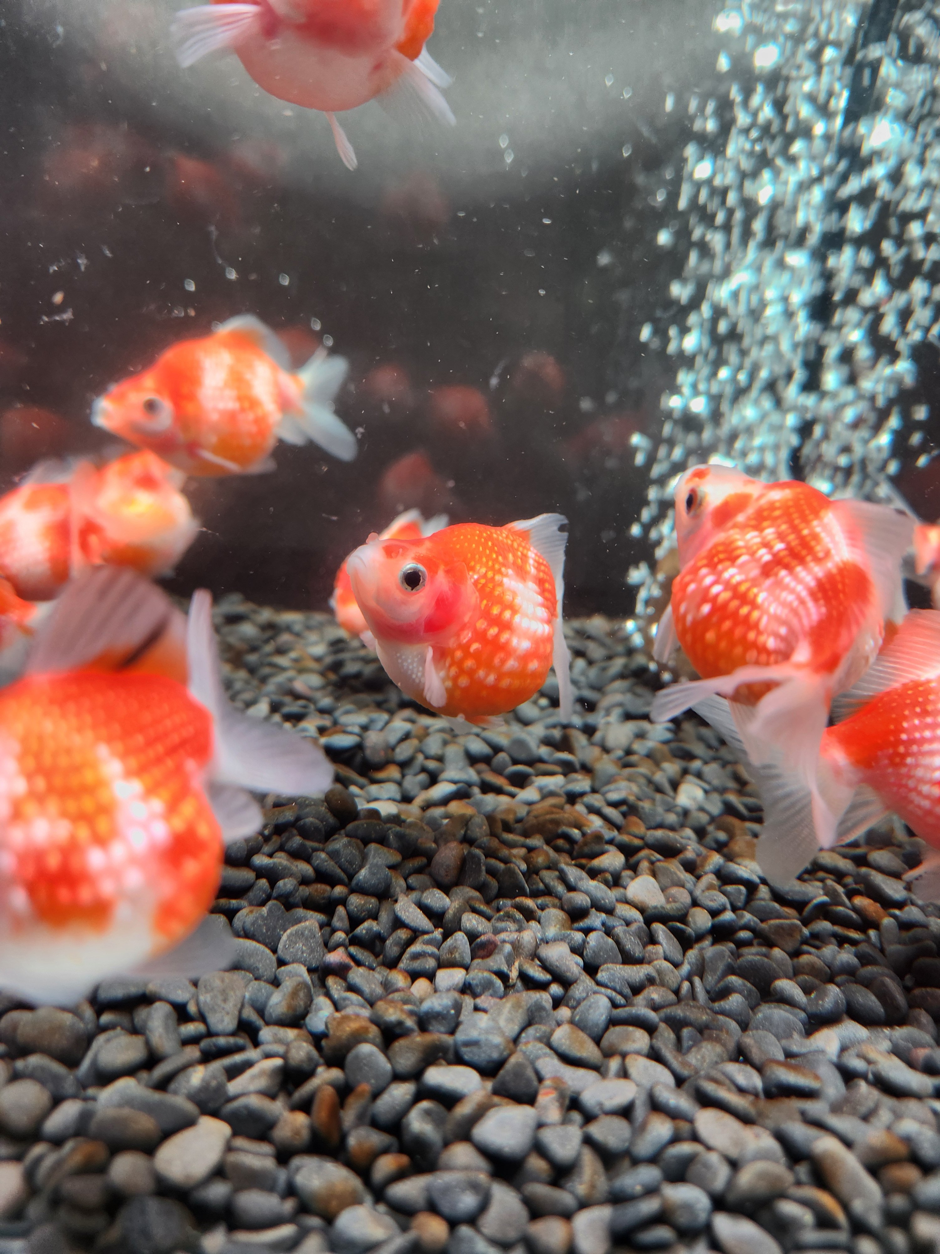 現代美術 提物根付 作家一点物【金魚(ピンポンパール)】 国産 ピンポンパール6～7㎝± （fujimoto様作） | 金魚•クワカブ専門店 祭