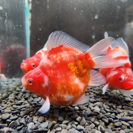 国産 【ミラーボール】モザイク鱗玉サバ11㎝±（藤だるま産） | 金魚