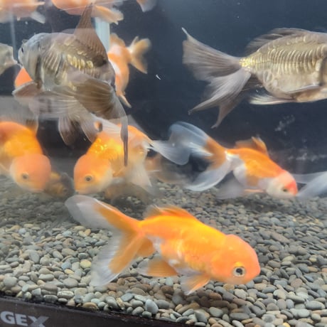 国産ドラゴンスケールオランダ14㎝±