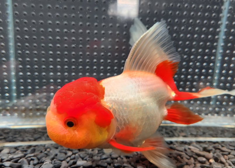 獅子頭 国産 オランダ獅子頭17㎝± （飯田産） | 金魚・クワカブ専門店
