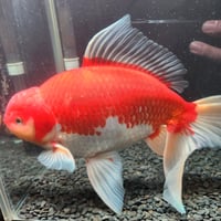 国産　上物ジャンボ獅子頭30㎝±