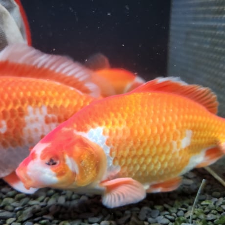 国産　ジャンボ獅子頭18～20㎝±