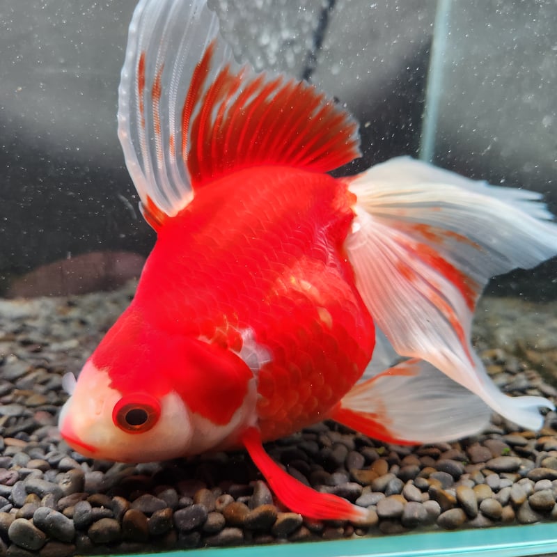 国産 更紗琉金19㎝± | 金魚・クワカブ専門店 祭-matsuri-